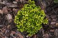 Buxus microphylla Compacta Bukszpan drobnolistny